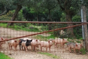 Clicca qui per vedere l'immagine in dettaglio